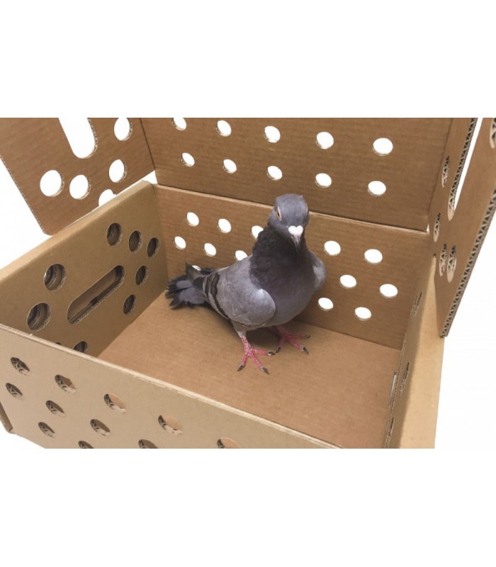 Caja de cartón para pequeños animales, animal dentro