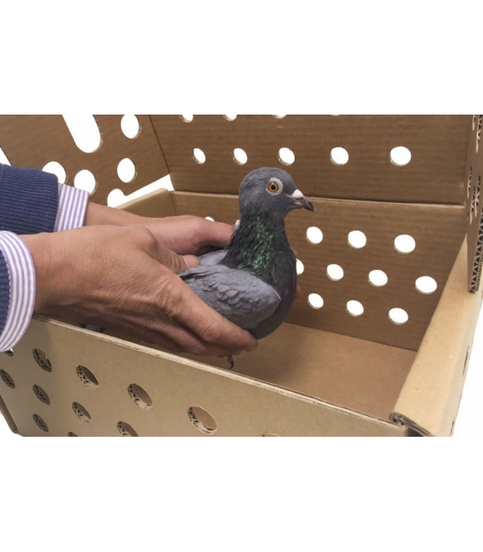 Caja de cartón para pequeños animales, animal y manos